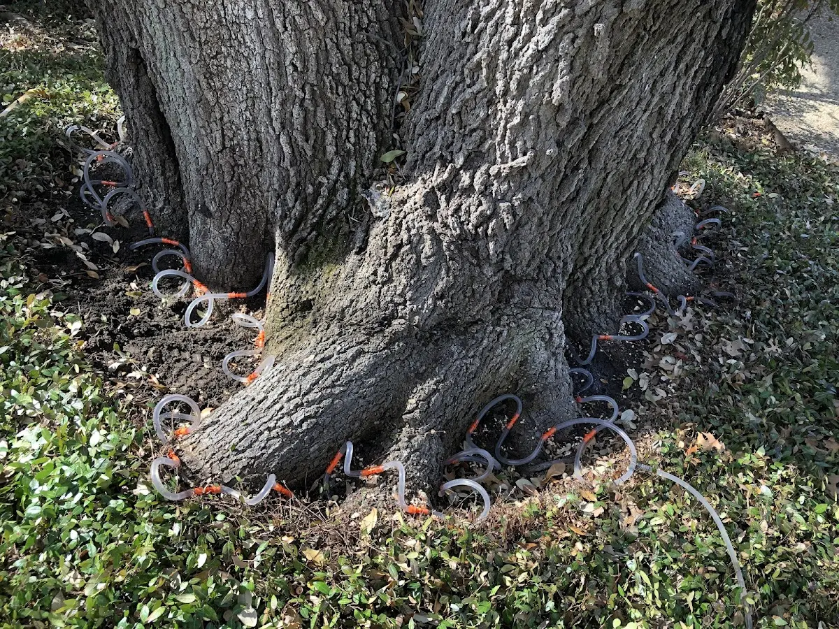 Detailed Shrub and Hedge Trimming job site in Fishers Hill