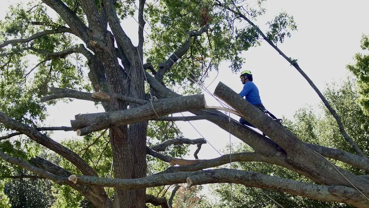 Professional Hazardous Tree Removal performed by certified arborists in Fishers Hill